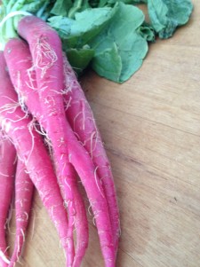 Cincinnati Radishes